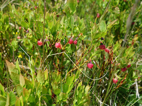 Vaccinium myrtillus