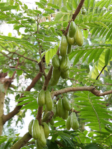 Averrhoa bilimbi