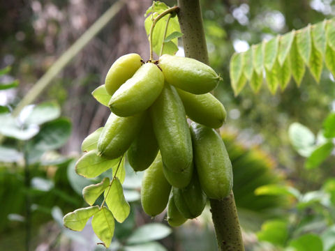 Averrhoa bilimbi