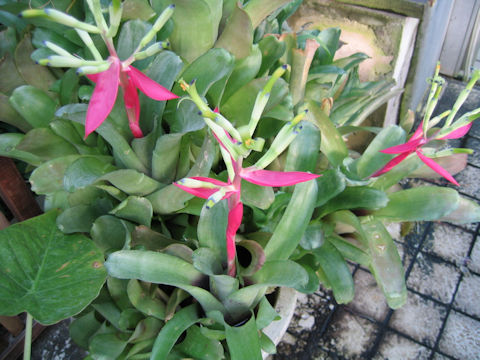 Billbergia speciosa