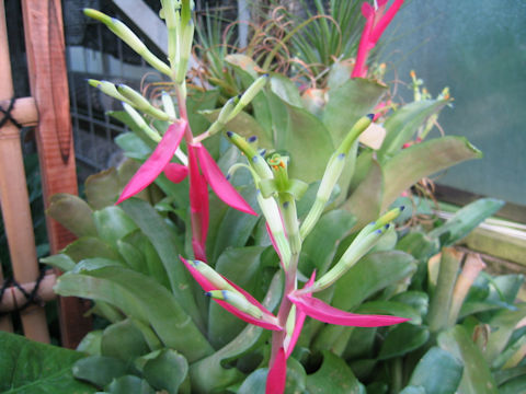 Billbergia speciosa