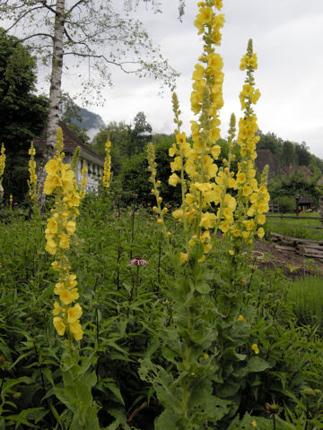 Verbascum thapsus