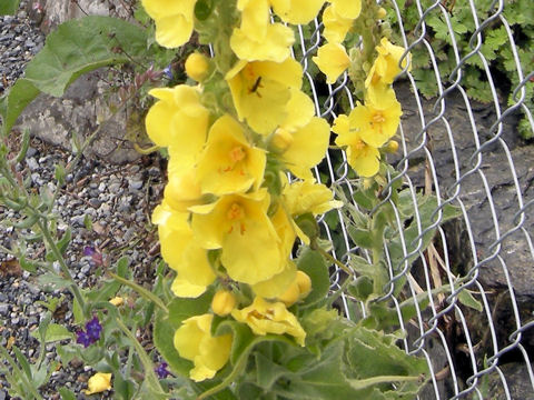 Verbascum thapsus