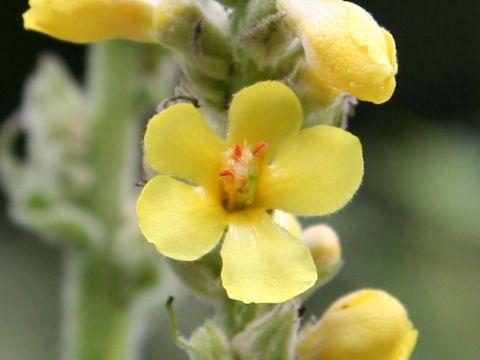 Verbascum thapsus