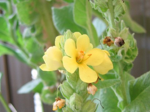 Verbascum thapsus