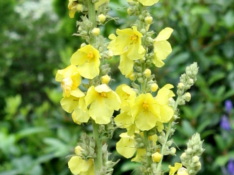 Verbascum thapsus