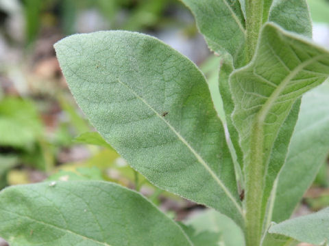 Verbascum thapsus