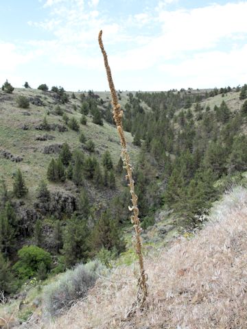 Verbascum thapsus