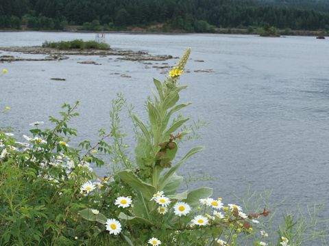 Verbascum thapsus