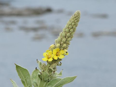 Verbascum thapsus