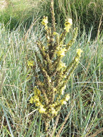 Verbascum thapsus