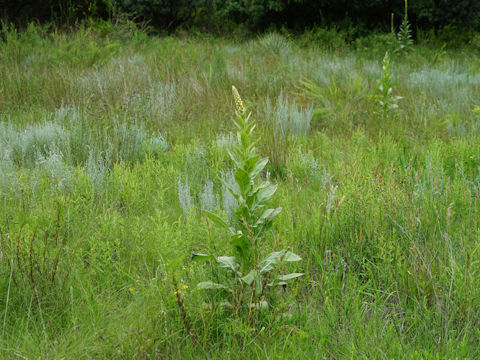 Verbascum thapsus