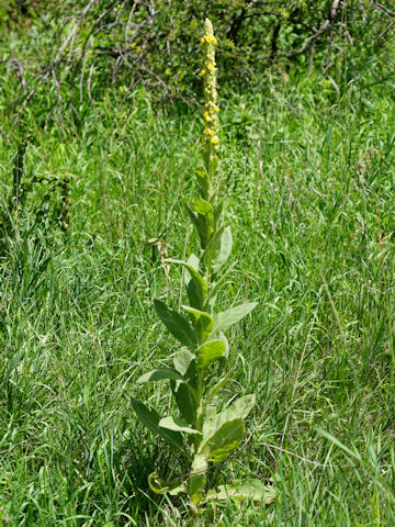 Verbascum thapsus