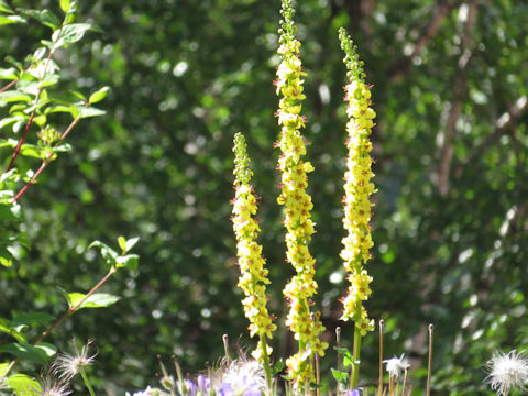 Verbascum thapsus