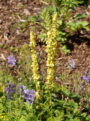 Verbascum thapsus