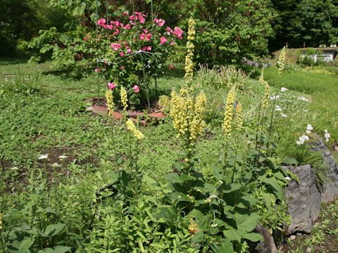 Verbascum thapsus