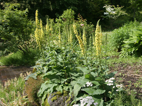 Verbascum thapsus