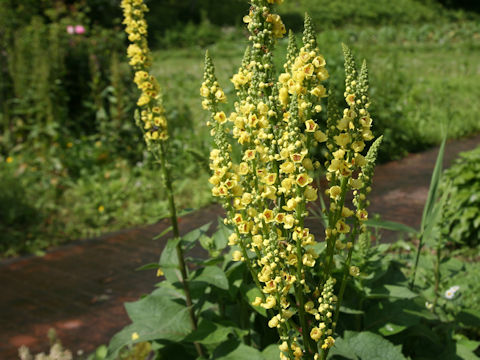 Verbascum thapsus