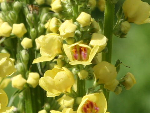 Verbascum thapsus