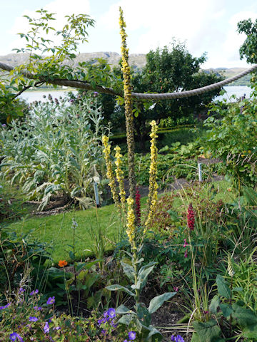 Verbascum thapsus