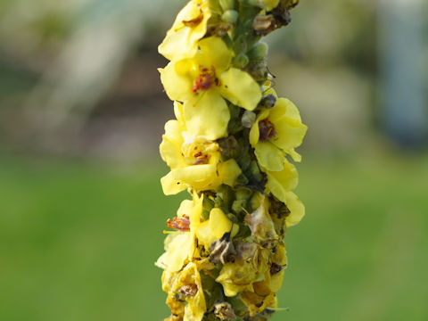 Verbascum thapsus