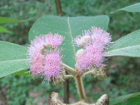 Callicarpa kochiana