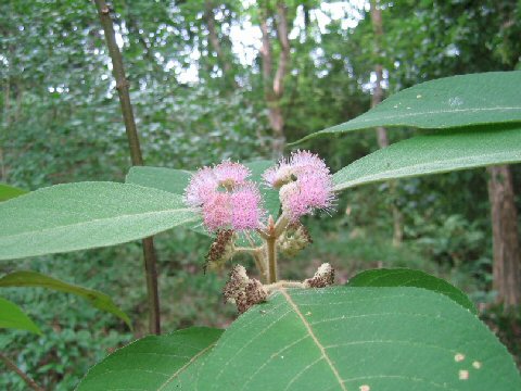 Callicarpa kochiana