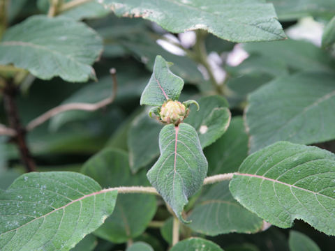 Callicarpa kochiana