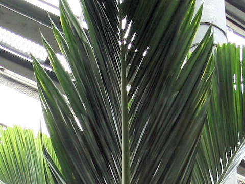 Areca catechu