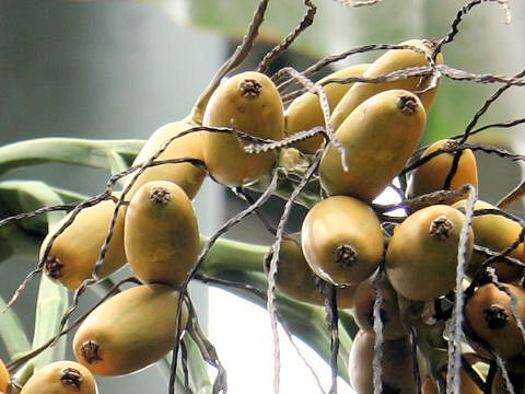 Areca catechu