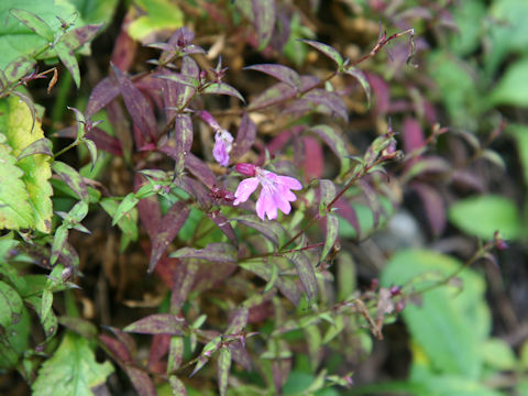 Silene keiskei var. minor