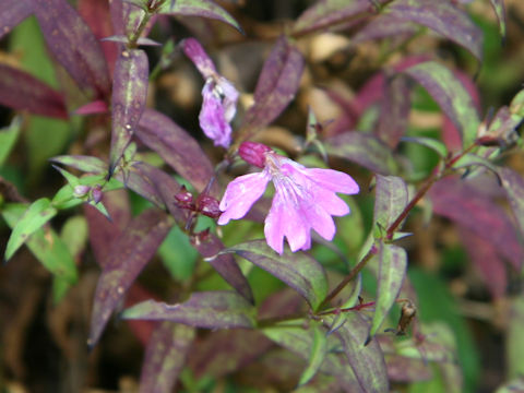 Silene keiskei var. minor