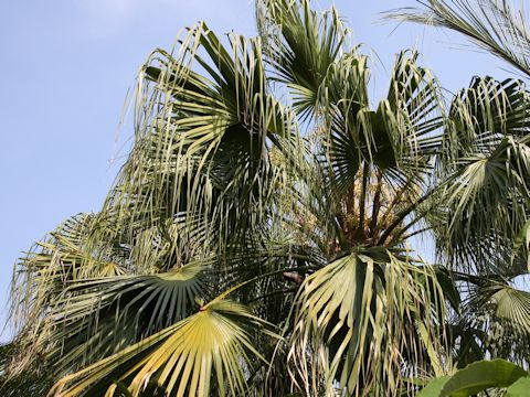 Livistona chinensis var. subglobosa