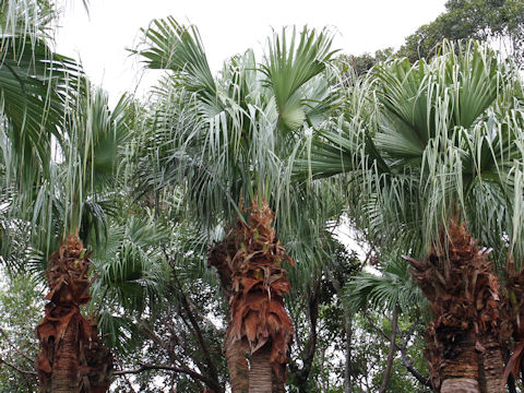 Livistona chinensis var. subglobosa