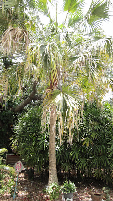 Livistona chinensis var. subglobosa