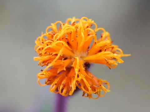 Gynura aurantiaca