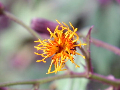 Gynura aurantiaca