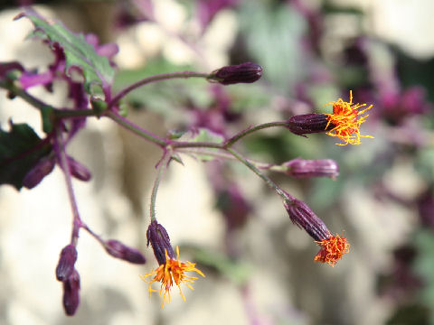 Gynura aurantiaca