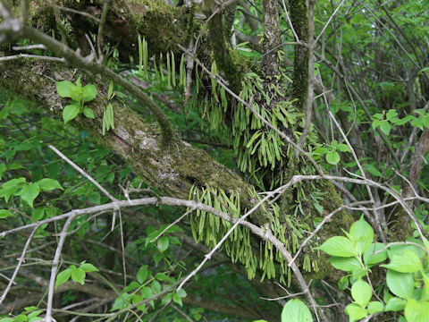 Pyrrosia linearifolia