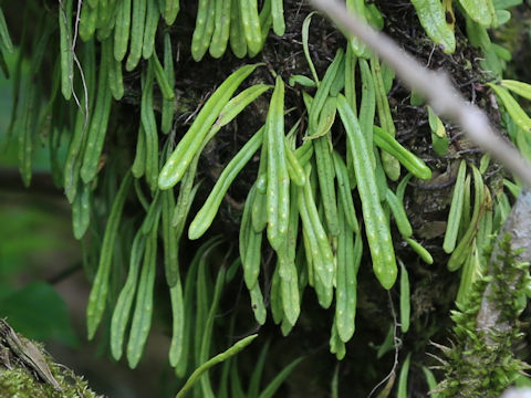 Pyrrosia linearifolia