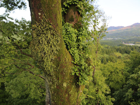 Pyrrosia linearifolia