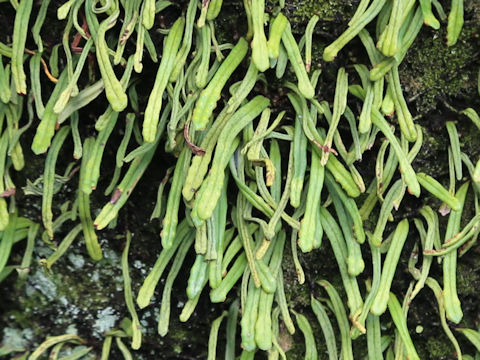 Pyrrosia linearifolia