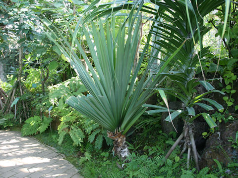 Pandanus utilis
