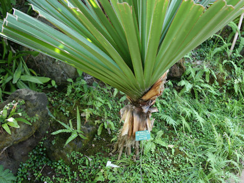 Pandanus utilis