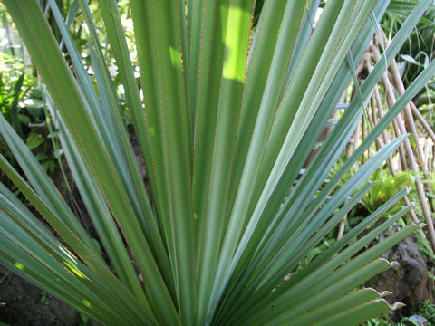 Pandanus utilis