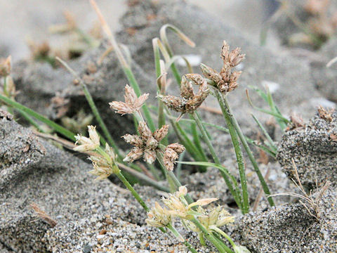 Fimbristylis sericea