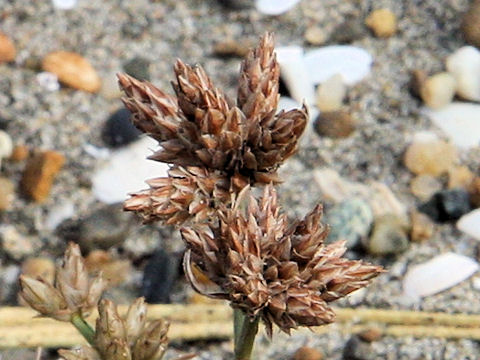 Fimbristylis sericea