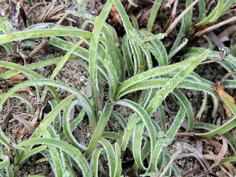 Fimbristylis sericea