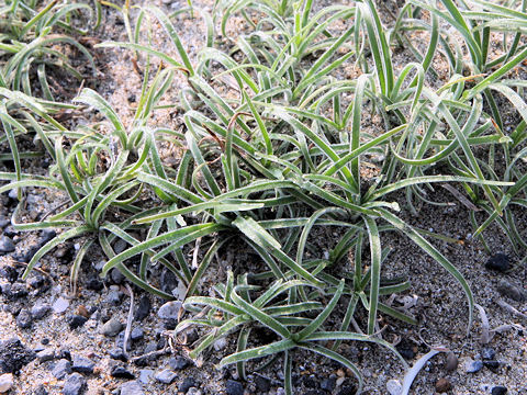 Fimbristylis sericea