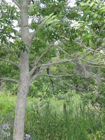 Carya aquatica